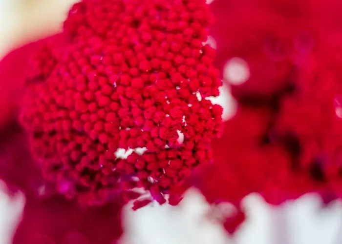 Bbq Terrace Balaton 2br By Nw Balatonszarszo